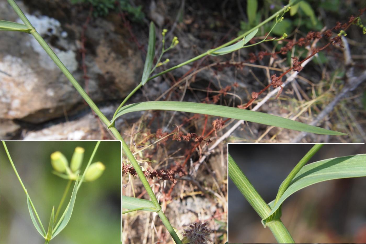 Hare's-Ear, Sickle-leaved leaf